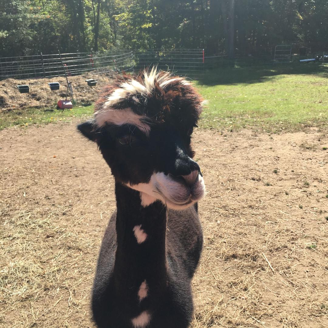 拉不到饥荒决定封票