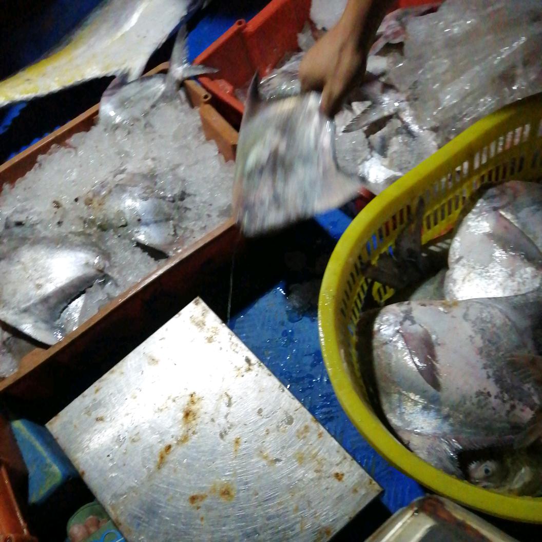 海岛上的一只鸟