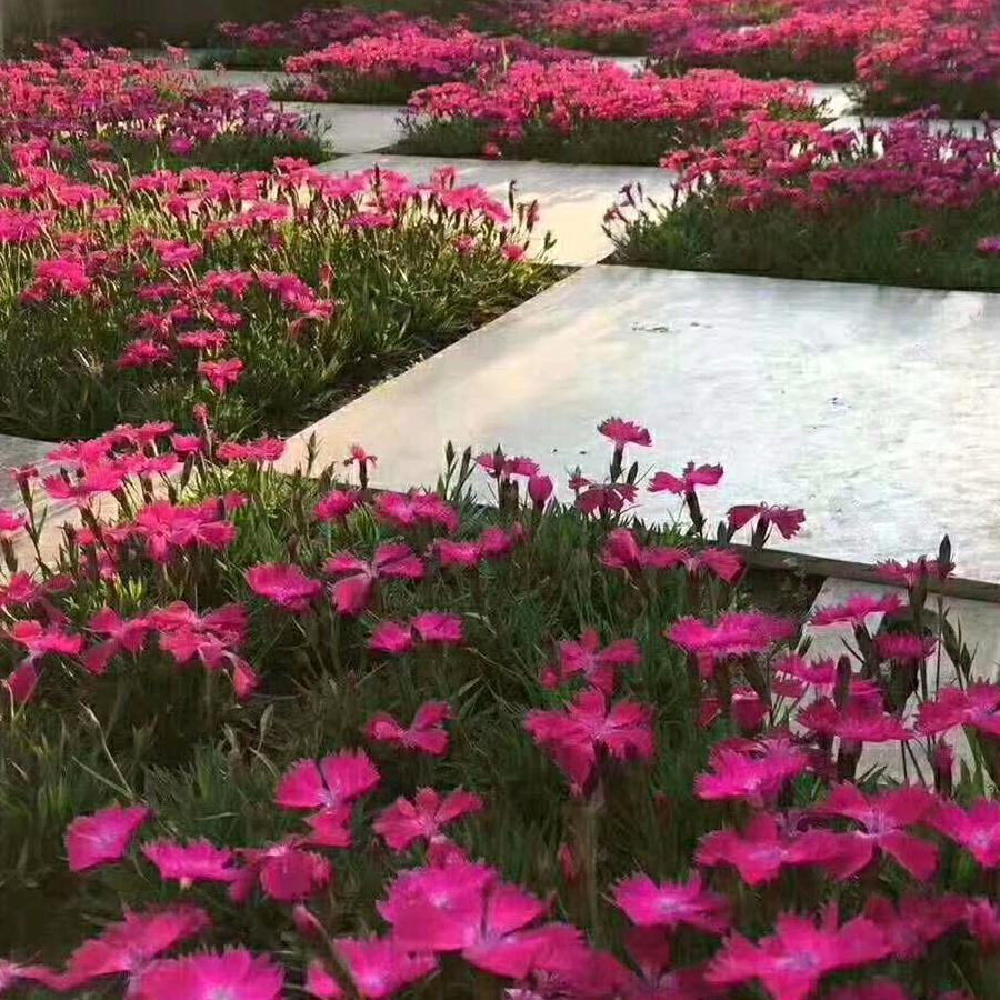 台安县芯彤花卉培植园