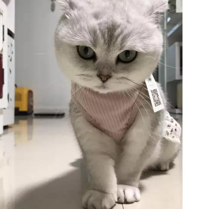小钢牙