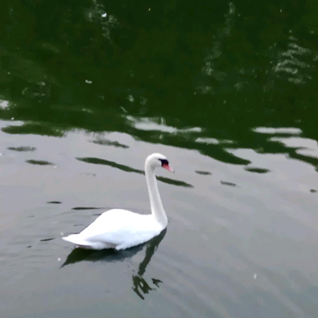 小牛向前冲