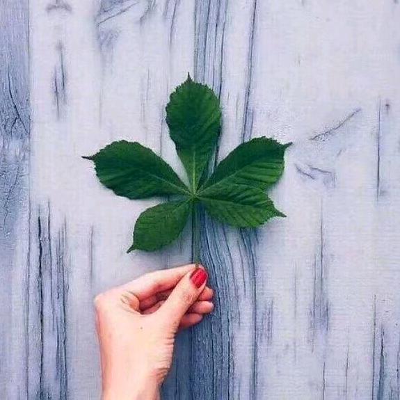 西兰花