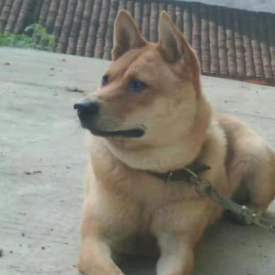 猎犬部落