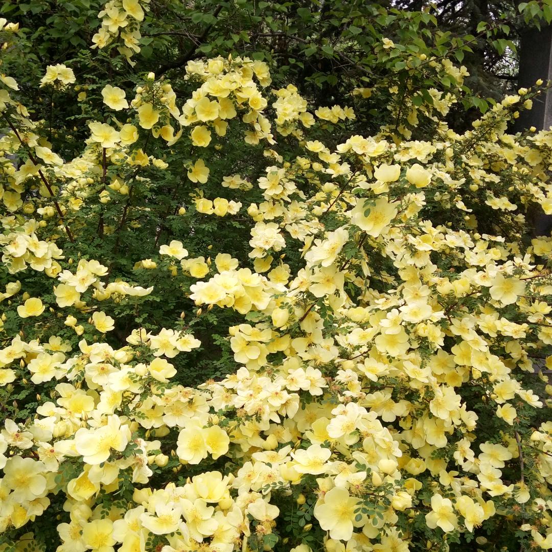 兰花草