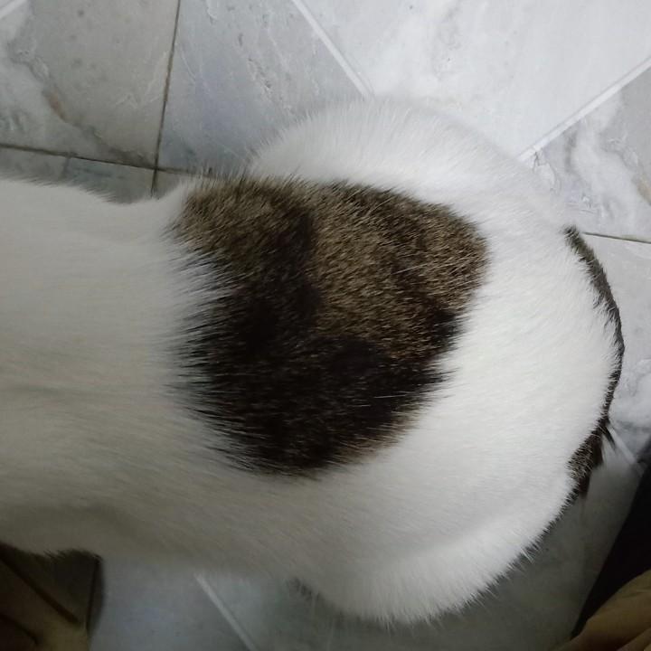 火锅的粉丝