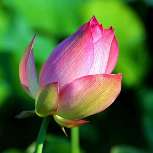 静看花开