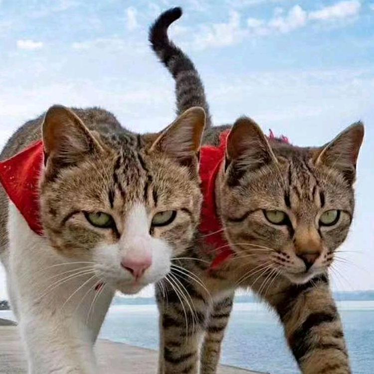 ☞夜猫子‍🔥