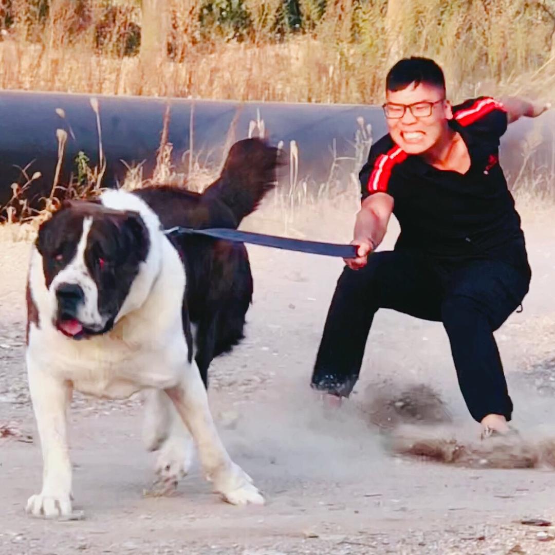 祥子中亚猛犬