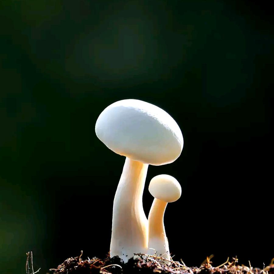 沙缘萱