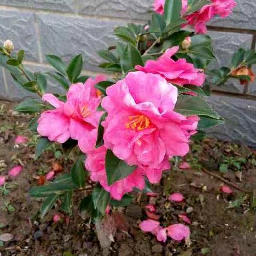 老姜伴随《花好月圆》