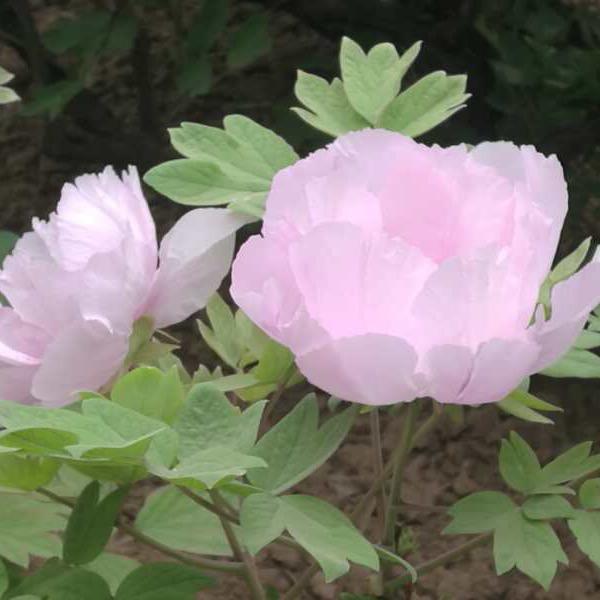 芬芳