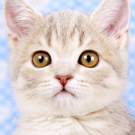 小花猫