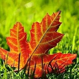 枫叶🍁