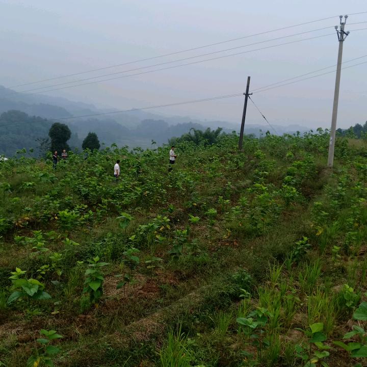 用户7108930702270强哥