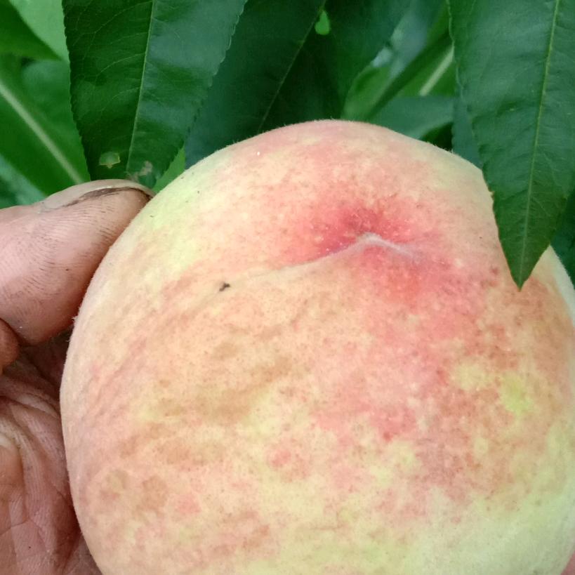 房屋装修__江福（专业橱柜现场定制）