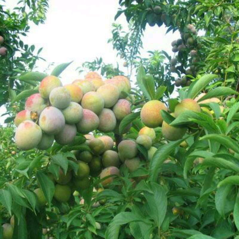 相濡以沫