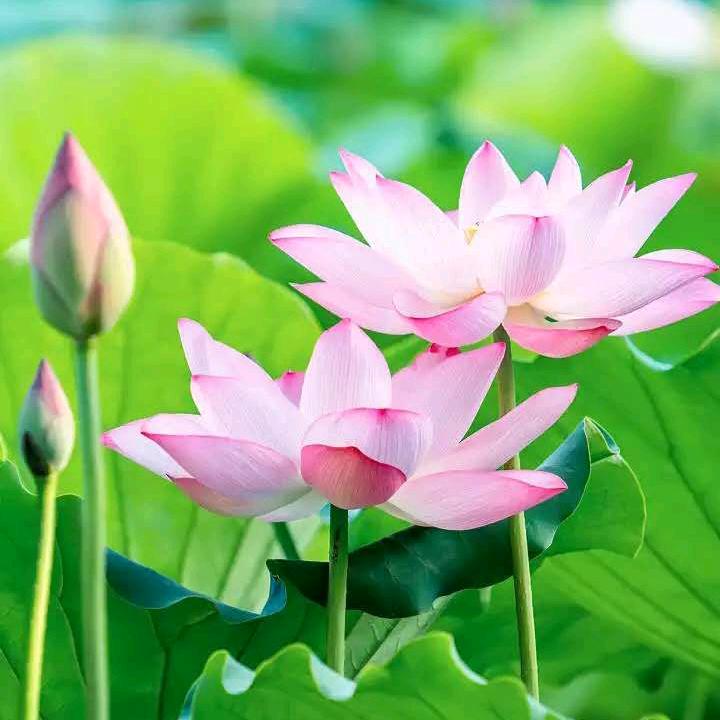 蒙恩