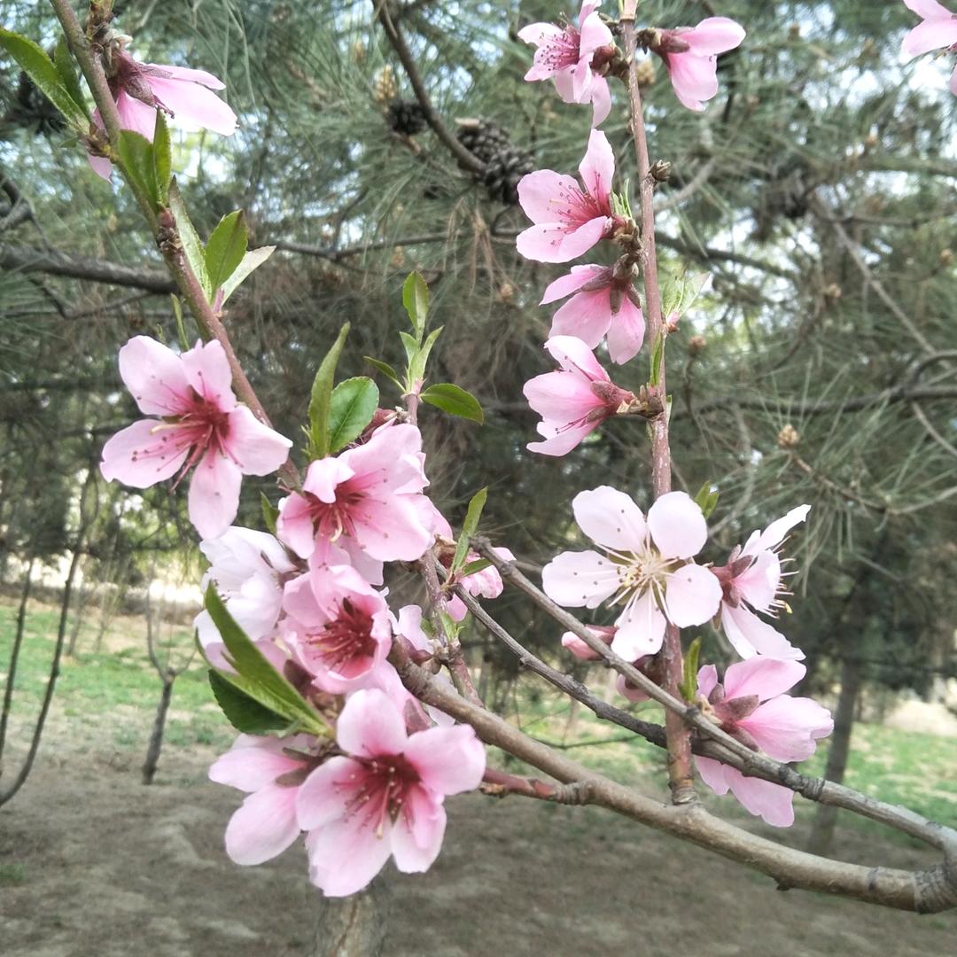 啊灵୧(⁎˃ ◡˂⁎)୨ꔛ♩来听歌