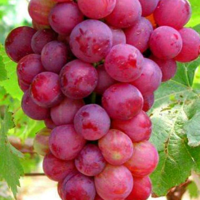 秋实姐姐🍇🍇🍇