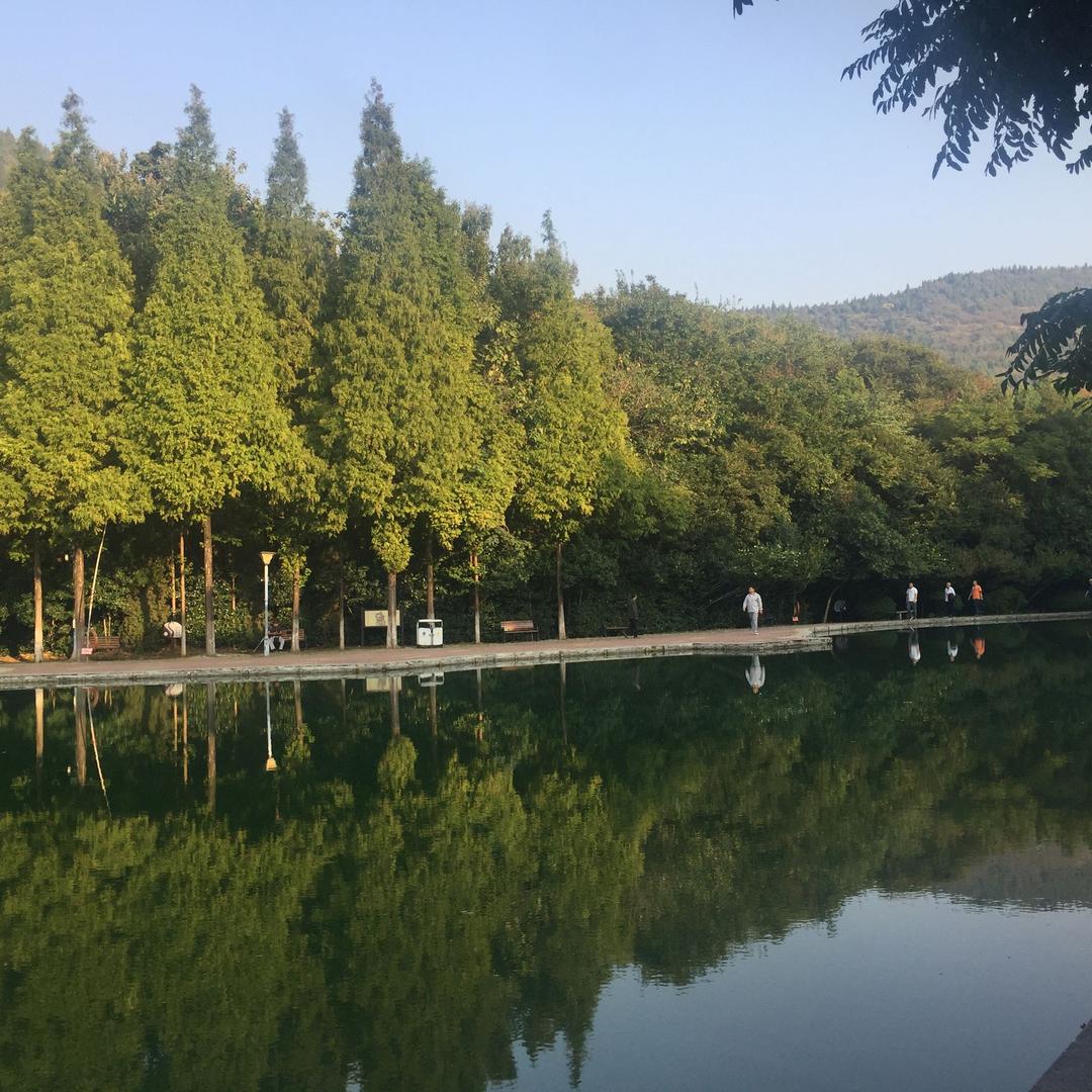 天山青松
