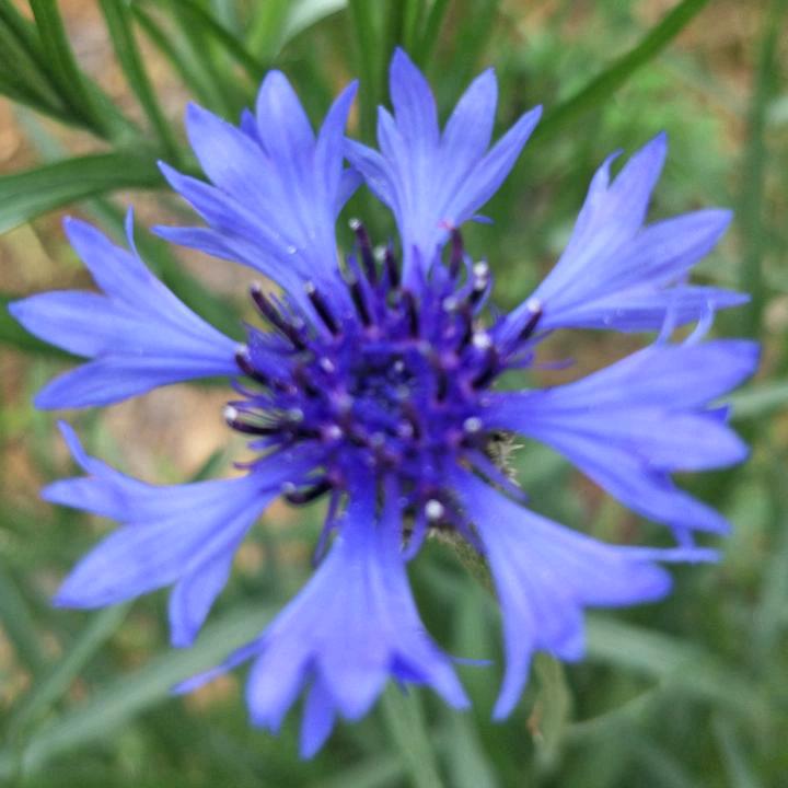 欣欣向荣