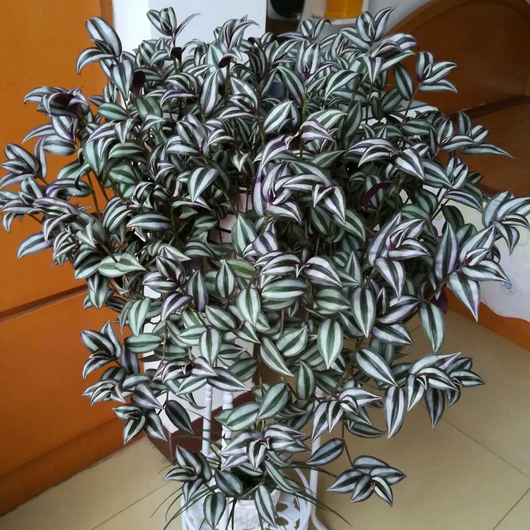 一笑而过