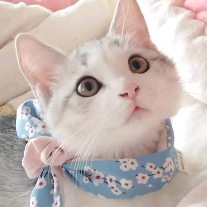 接吻鱼