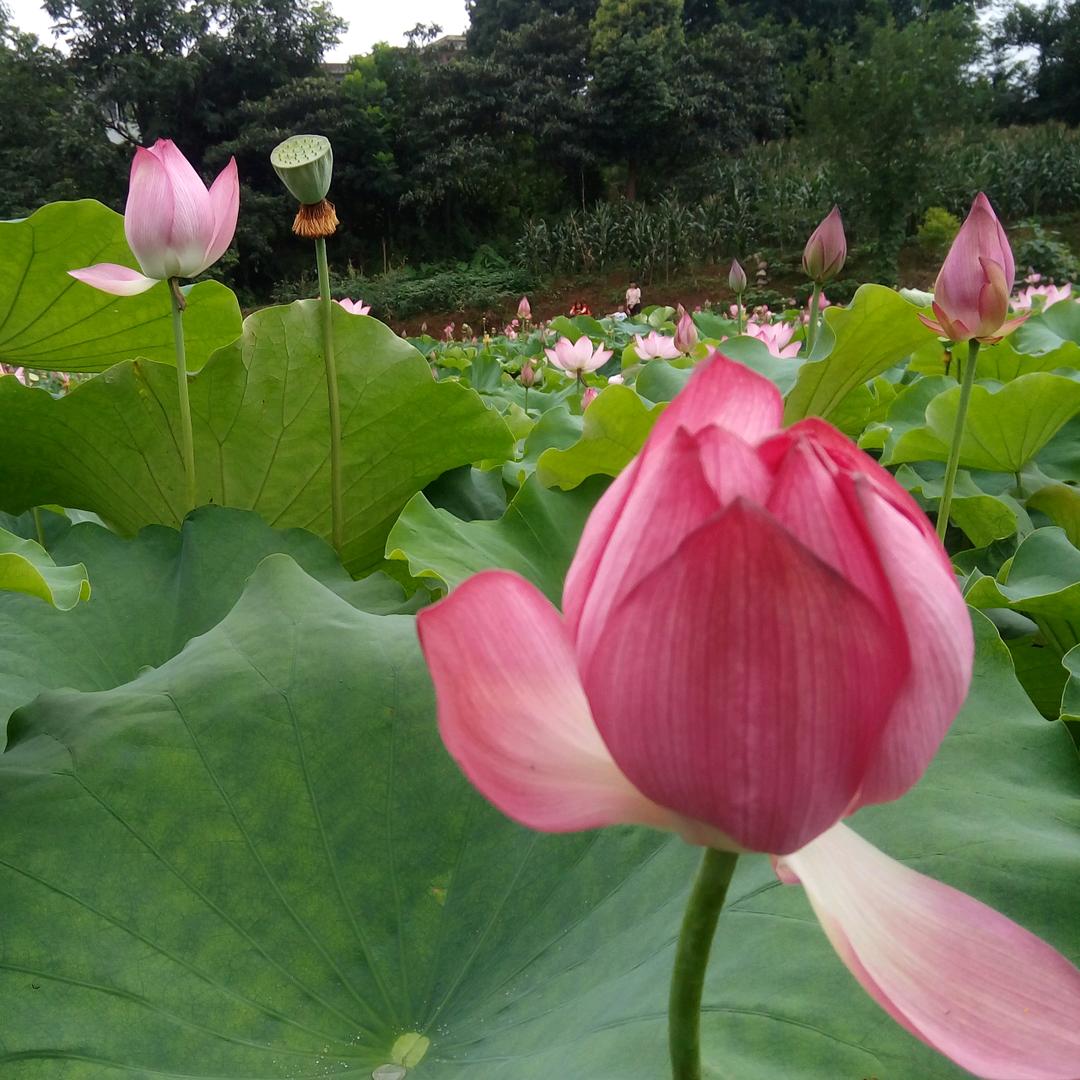 雪莲花