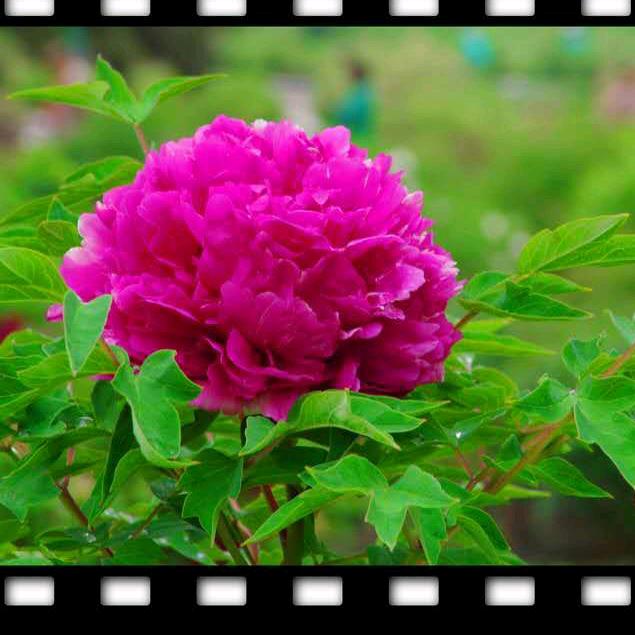 🇨🇳🍓🌹小李🌷🌺🇨🇳