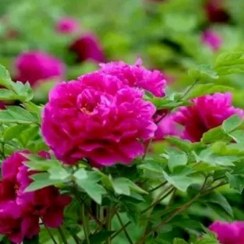 甜蜜蜜