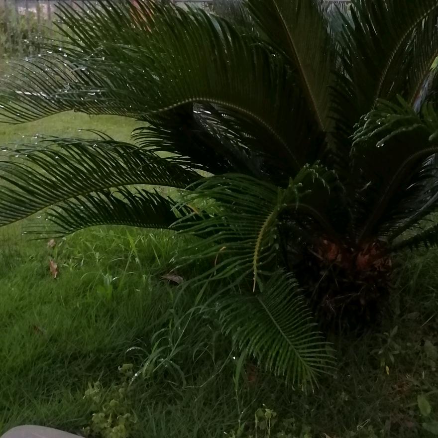 挥着锄头的农民工