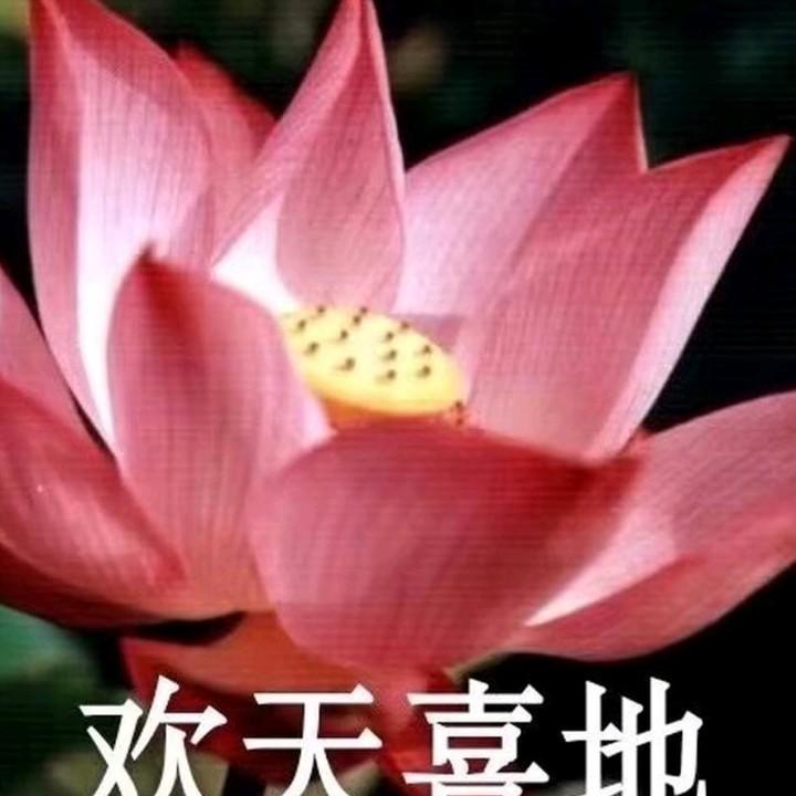 莲