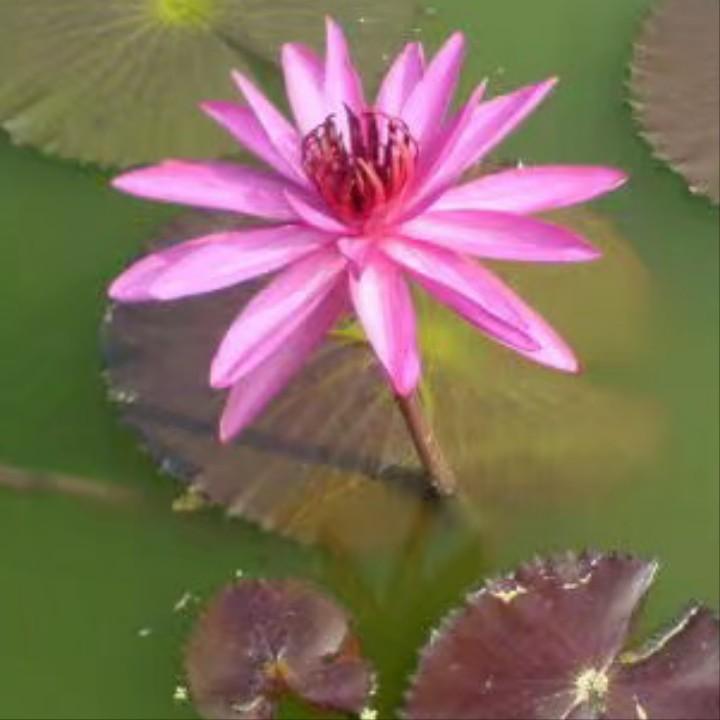 芒果尘