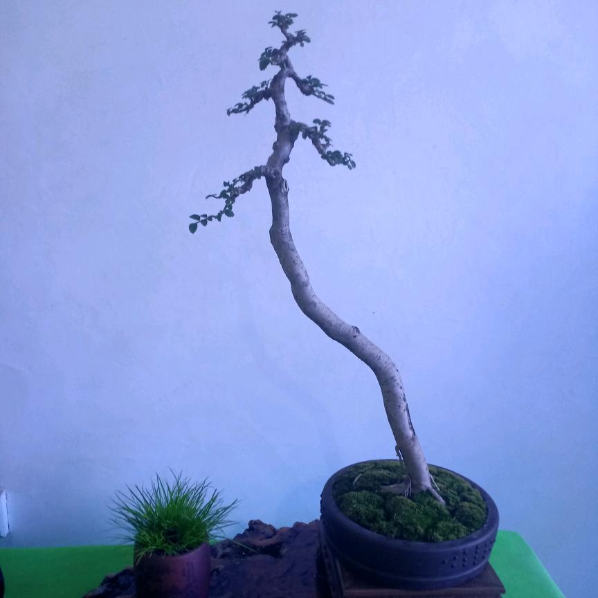 偷闲斋主人