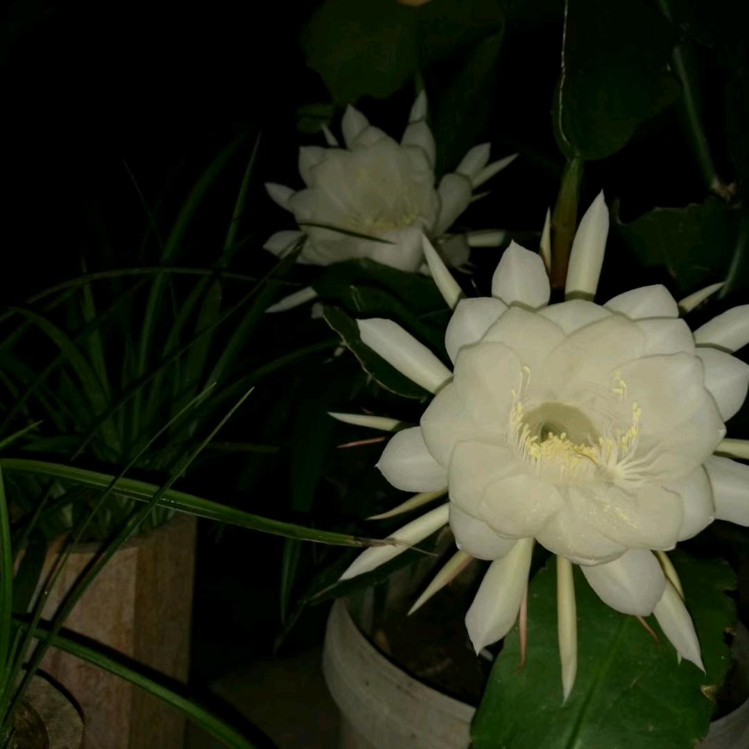 爱美之心人皆有之