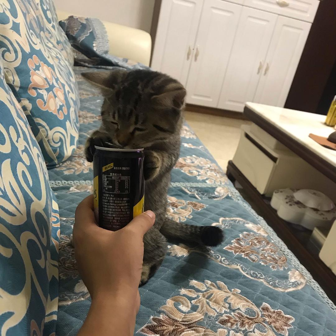 骑小鸟的猪