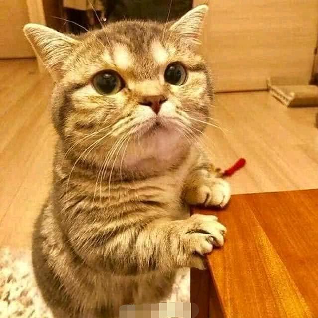 孤独的自由