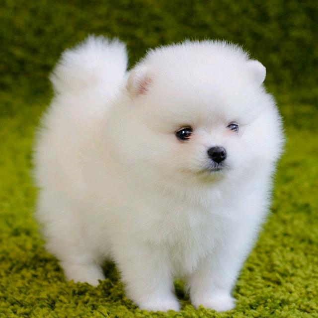 云淡风轻（不定时直播）