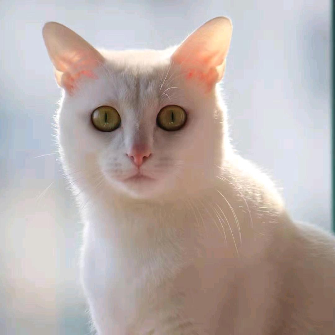 甜天