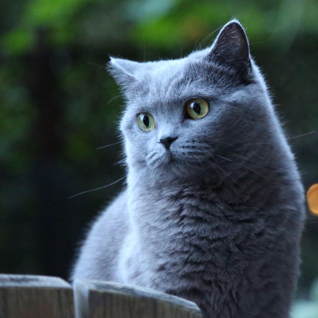 萌猫啾啾