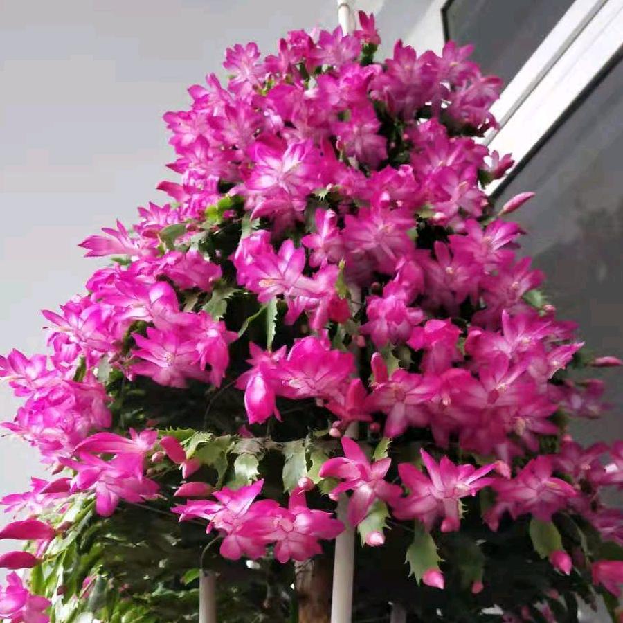 江涛花卉