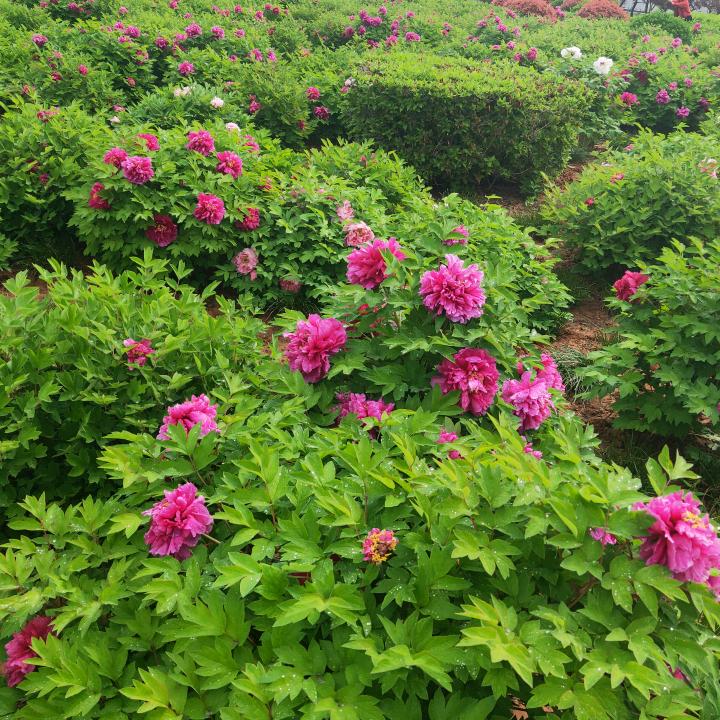 雾里看花朦朦胧胧