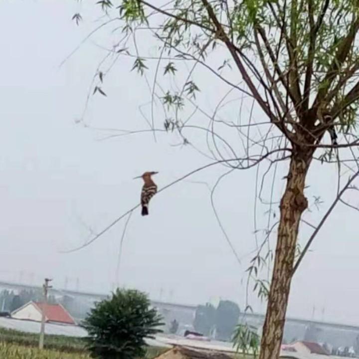 红尘酌酒