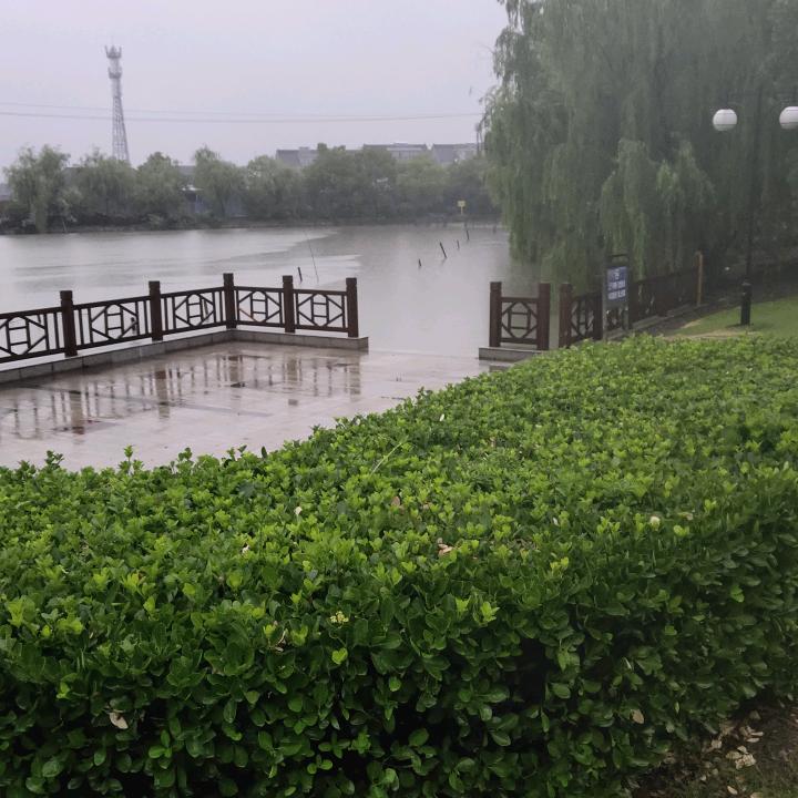 潜龙渠竹