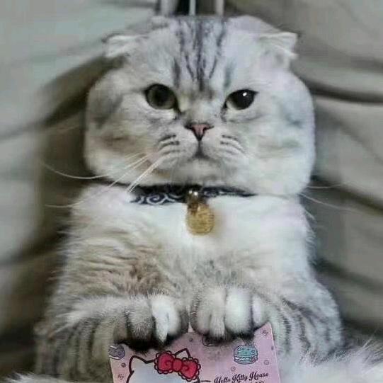 江城恒哥