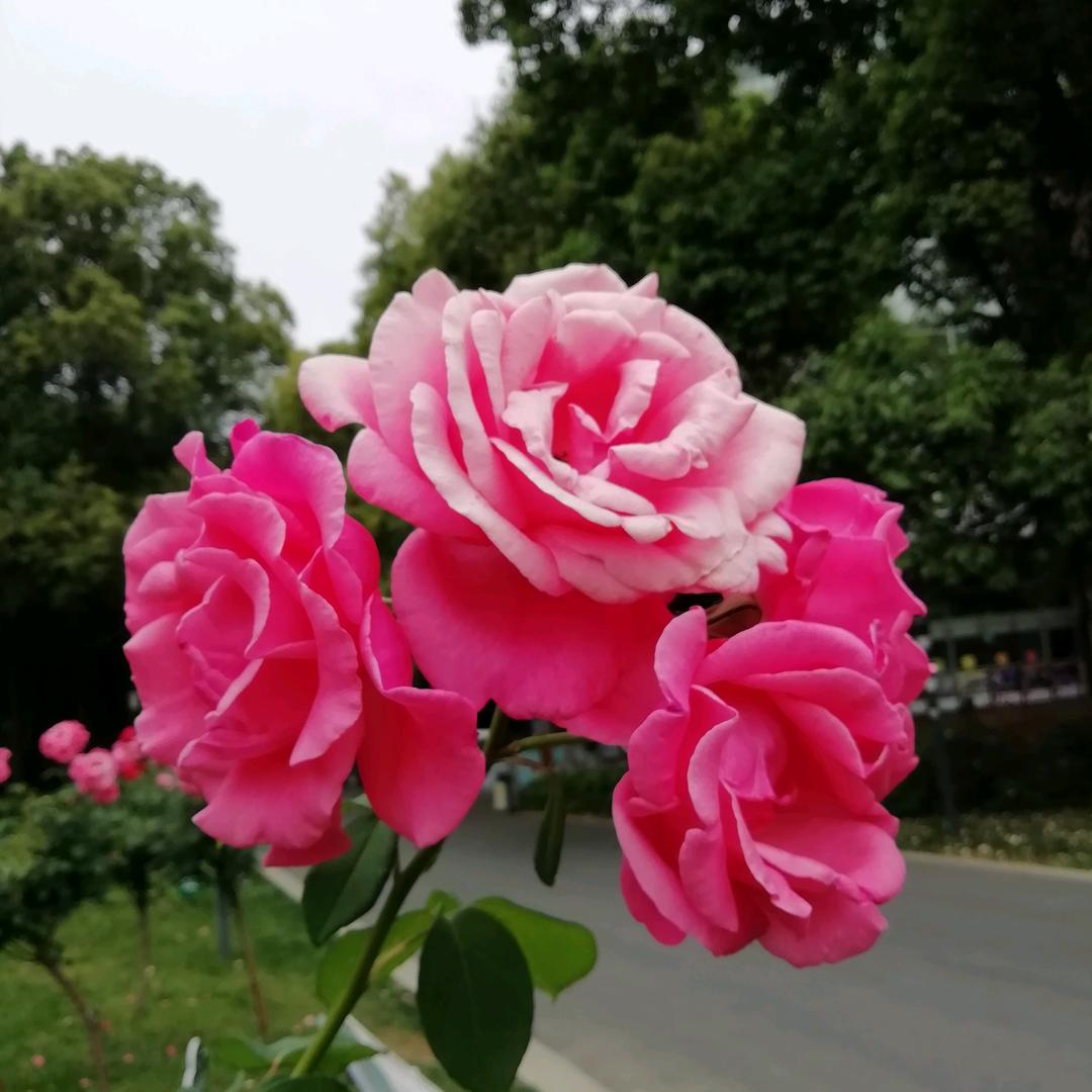 康哥（好物分享）