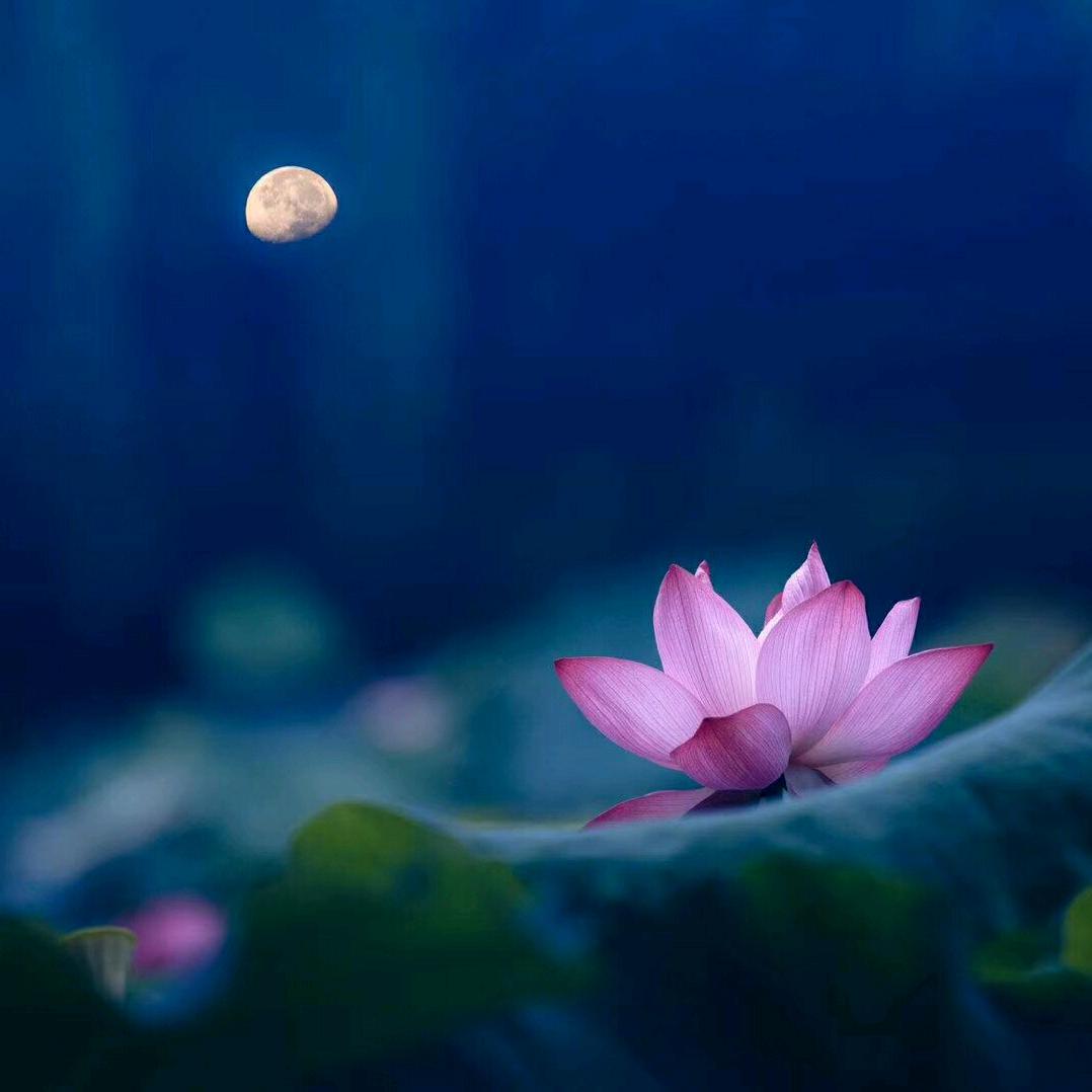 月下莲开（拍美景、学诵读）