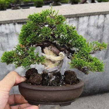 永强盆景