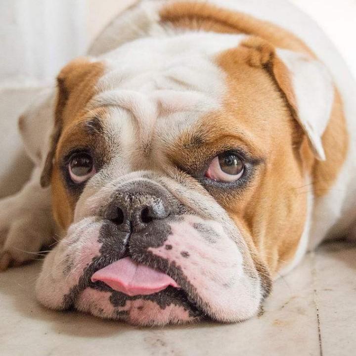 斗牛犬詹姆斯