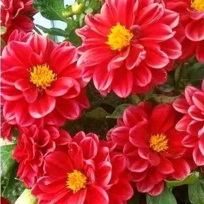 💞ঞᩚ᭄幸运相随💕: 💕ꦿ҉好运连
